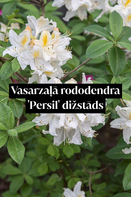 Vasarzaļā rododendra 'Persil' dižstāds - kupls, izteiksmīgs krūms, 2 dažādi izmēri